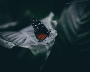 Preview wallpaper butterfly, insect, macro, leaf, blur, closeup