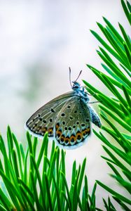 Preview wallpaper butterfly, insect, macro, spruce, branch, needles