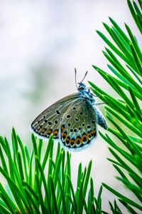 Preview wallpaper butterfly, insect, macro, spruce, branch, needles