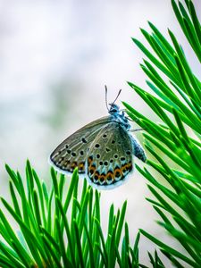 Preview wallpaper butterfly, insect, macro, spruce, branch, needles