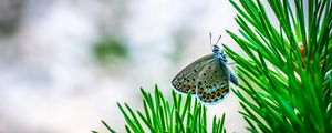 Preview wallpaper butterfly, insect, macro, spruce, branch, needles