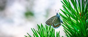 Preview wallpaper butterfly, insect, macro, spruce, branch, needles