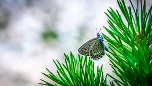 Preview wallpaper butterfly, insect, macro, spruce, branch, needles