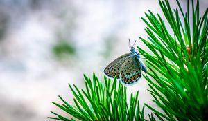 Preview wallpaper butterfly, insect, macro, spruce, branch, needles