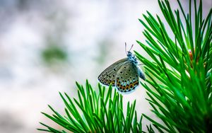 Preview wallpaper butterfly, insect, macro, spruce, branch, needles