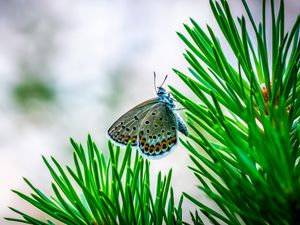 Preview wallpaper butterfly, insect, macro, spruce, branch, needles