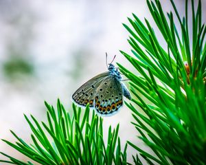 Preview wallpaper butterfly, insect, macro, spruce, branch, needles