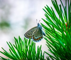 Preview wallpaper butterfly, insect, macro, spruce, branch, needles