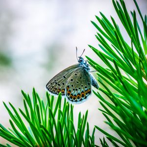 Preview wallpaper butterfly, insect, macro, spruce, branch, needles