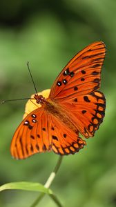 Preview wallpaper butterfly, insect, macro, brown