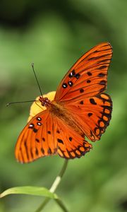 Preview wallpaper butterfly, insect, macro, brown