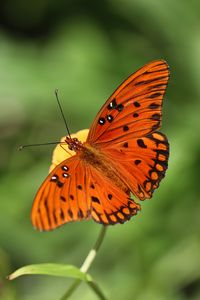 Preview wallpaper butterfly, insect, macro, brown