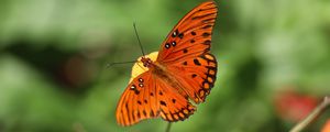 Preview wallpaper butterfly, insect, macro, brown