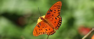 Preview wallpaper butterfly, insect, macro, brown