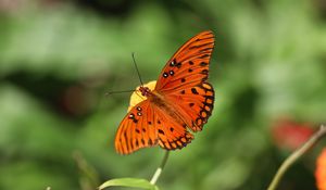 Preview wallpaper butterfly, insect, macro, brown