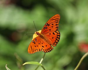 Preview wallpaper butterfly, insect, macro, brown