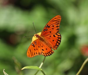 Preview wallpaper butterfly, insect, macro, brown