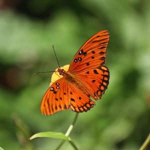 Preview wallpaper butterfly, insect, macro, brown