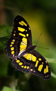 Preview wallpaper butterfly, insect, macro, yellow, black