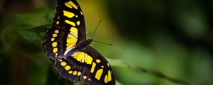 Preview wallpaper butterfly, insect, macro, yellow, black