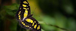 Preview wallpaper butterfly, insect, macro, yellow, black