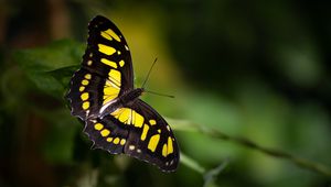 Preview wallpaper butterfly, insect, macro, yellow, black