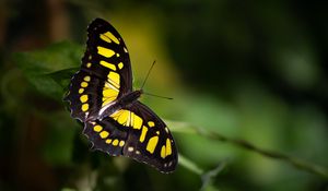 Preview wallpaper butterfly, insect, macro, yellow, black