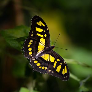 Preview wallpaper butterfly, insect, macro, yellow, black