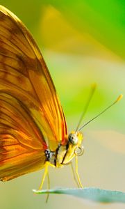 Preview wallpaper butterfly, insect, macro, wings, leaf, sun, proboscis