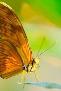 Preview wallpaper butterfly, insect, macro, wings, leaf, sun, proboscis