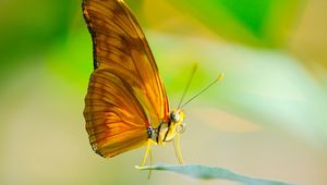 Preview wallpaper butterfly, insect, macro, wings, leaf, sun, proboscis