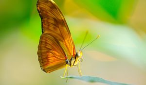 Preview wallpaper butterfly, insect, macro, wings, leaf, sun, proboscis