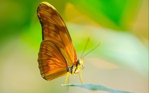 Preview wallpaper butterfly, insect, macro, wings, leaf, sun, proboscis