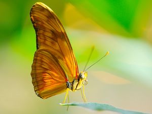 Preview wallpaper butterfly, insect, macro, wings, leaf, sun, proboscis