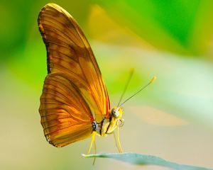 Preview wallpaper butterfly, insect, macro, wings, leaf, sun, proboscis