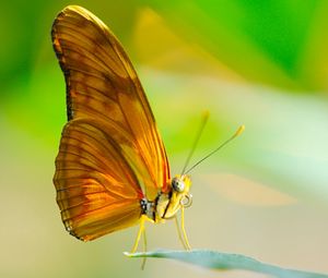 Preview wallpaper butterfly, insect, macro, wings, leaf, sun, proboscis