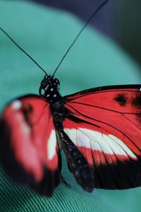 Preview wallpaper butterfly, insect, patterns