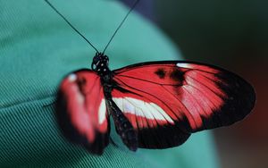 Preview wallpaper butterfly, insect, patterns