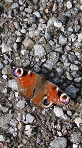 Preview wallpaper butterfly, insect, pebbles, stones, macro