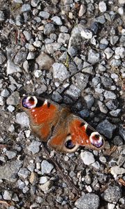 Preview wallpaper butterfly, insect, pebbles, stones, macro