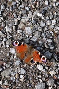 Preview wallpaper butterfly, insect, pebbles, stones, macro