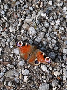 Preview wallpaper butterfly, insect, pebbles, stones, macro