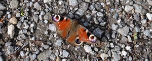 Preview wallpaper butterfly, insect, pebbles, stones, macro