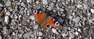 Preview wallpaper butterfly, insect, pebbles, stones, macro