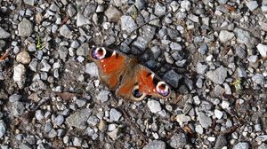 Preview wallpaper butterfly, insect, pebbles, stones, macro