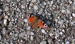 Preview wallpaper butterfly, insect, pebbles, stones, macro