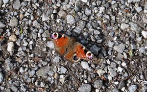 Preview wallpaper butterfly, insect, pebbles, stones, macro