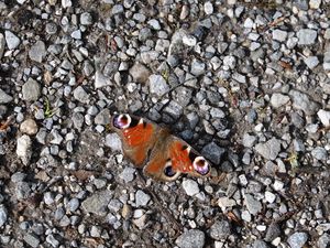 Preview wallpaper butterfly, insect, pebbles, stones, macro