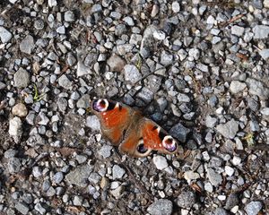 Preview wallpaper butterfly, insect, pebbles, stones, macro