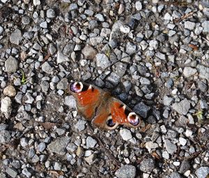 Preview wallpaper butterfly, insect, pebbles, stones, macro